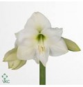 ΑΜΑΡΥΛΛΙΣ  ΛΕΥΚΗ AMARYLLIS MONT BLANC